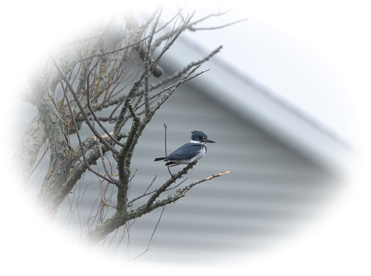 שלדג אמריקני - ML655285209