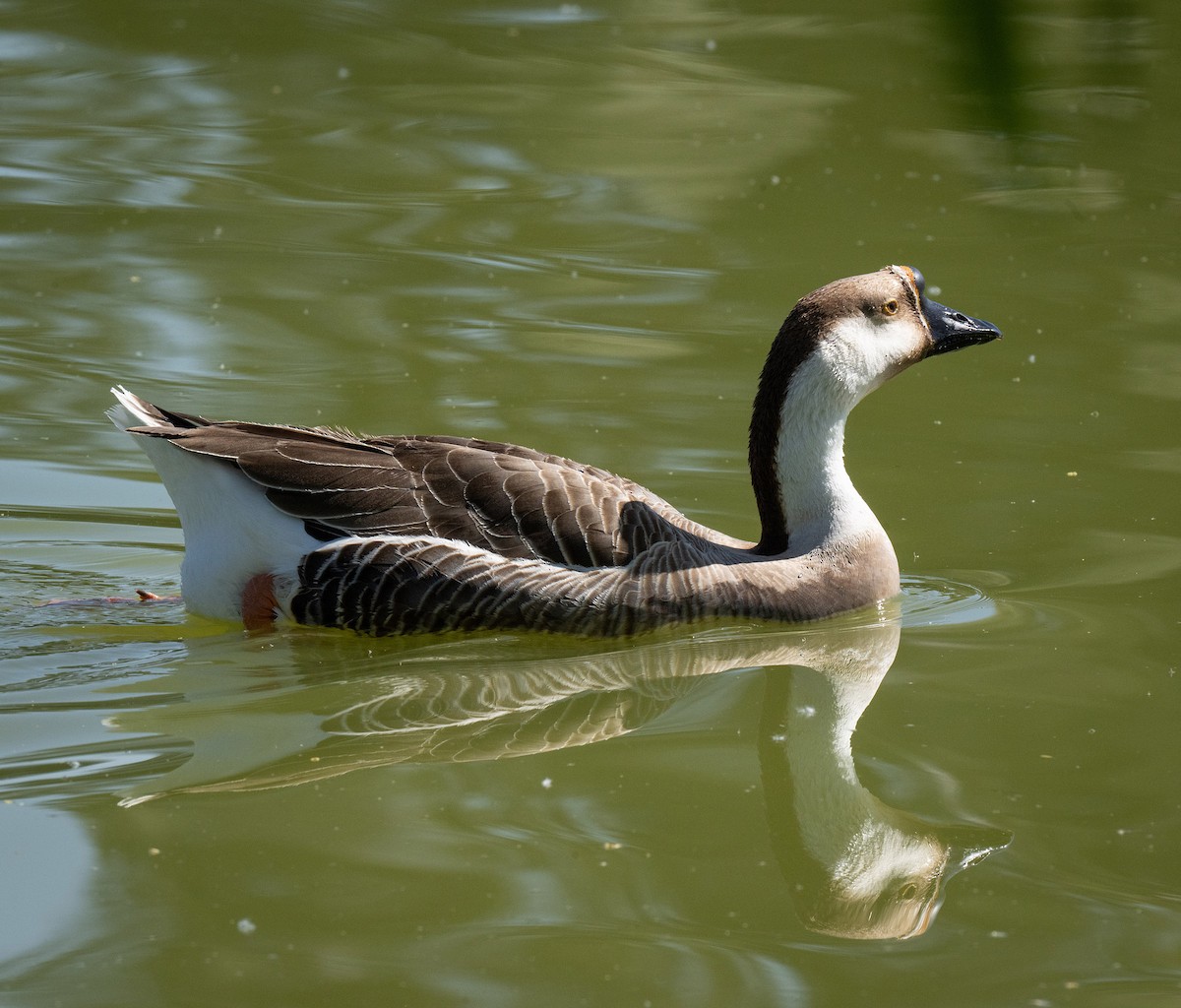 Гуска китайська (свійська) - ML655285462