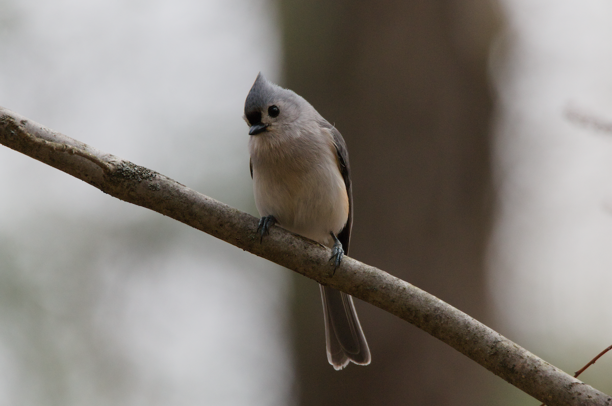 gråduskmeis - ML655286107