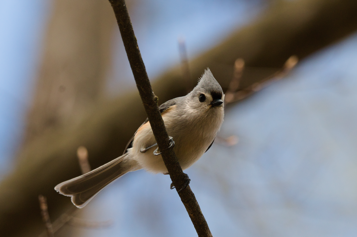 gråduskmeis - ML655286108