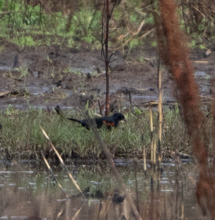 Red-winged Blackbird - ML655286516