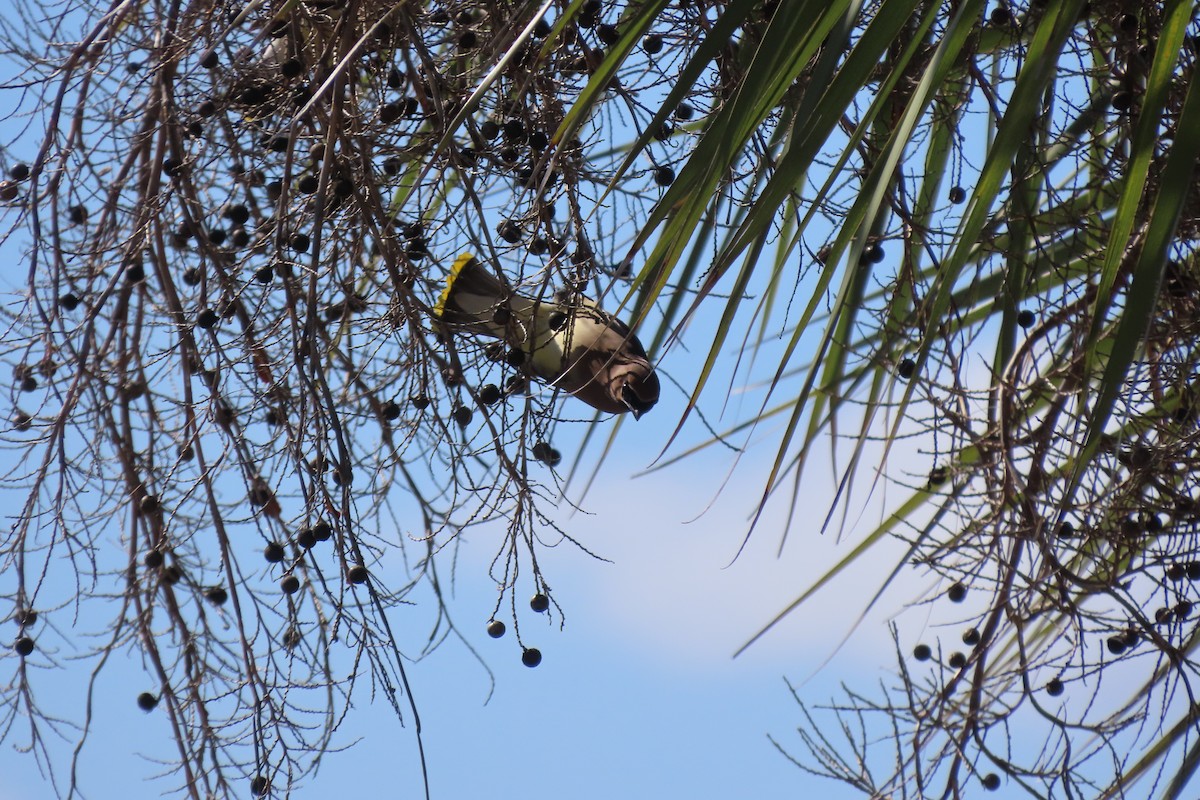 ציצנית אמריקנית - ML655286744