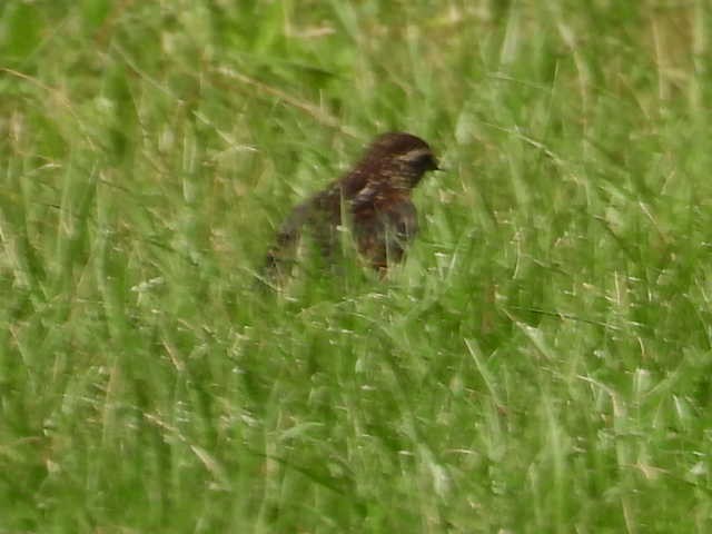 Red-winged Blackbird - ML655286931