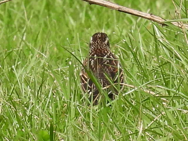 Red-winged Blackbird - ML655286932