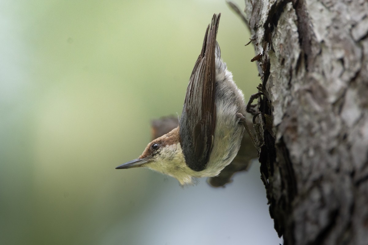 Brown-headed Nuthatch - ML655286935