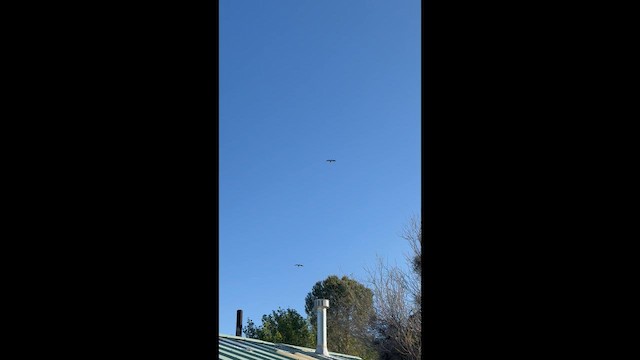 Garza Azulada - ML655287098