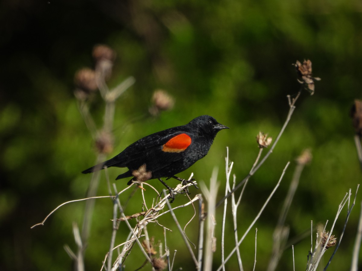 Red-winged Blackbird - ML655287393