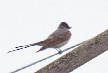 Fork-tailed Flycatcher - ML655287418