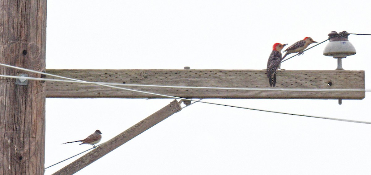 Fork-tailed Flycatcher - ML655287419