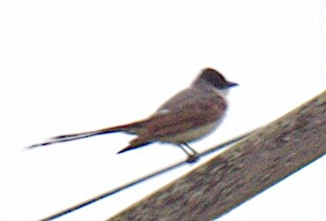 Fork-tailed Flycatcher - ML655287420