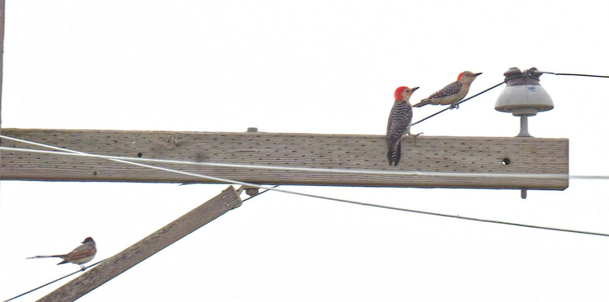 Fork-tailed Flycatcher - ML655287421
