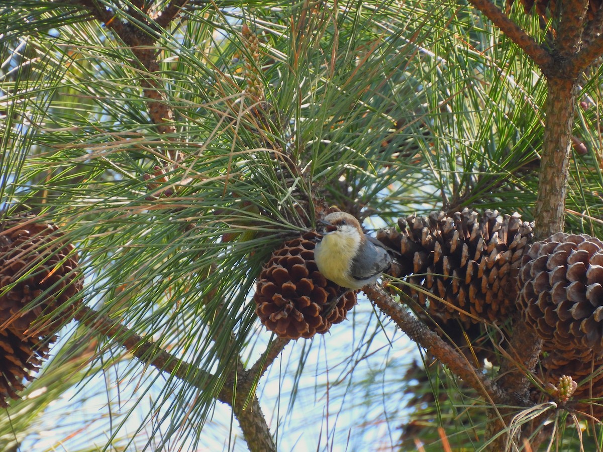 Brown-headed Nuthatch - ML655287445