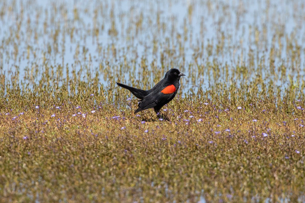 Red-winged Blackbird - ML655287602