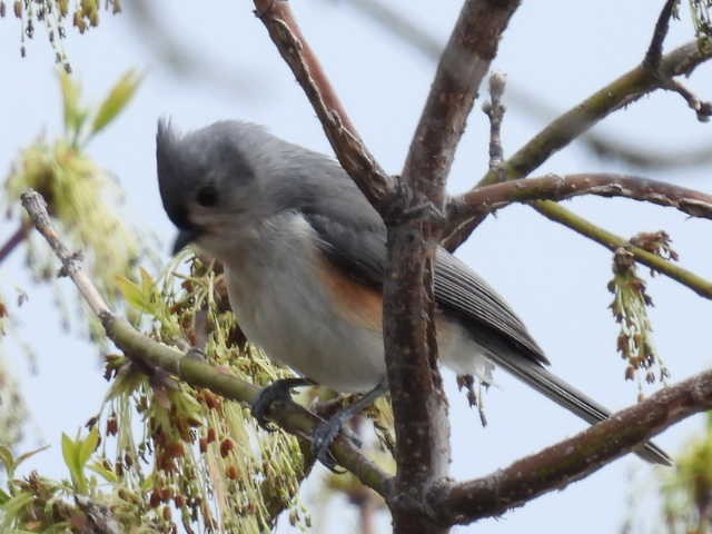 gråduskmeis - ML655287760