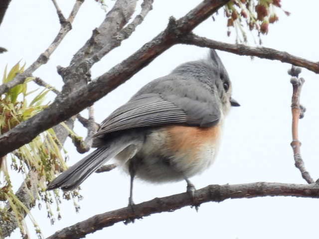 gråduskmeis - ML655287761