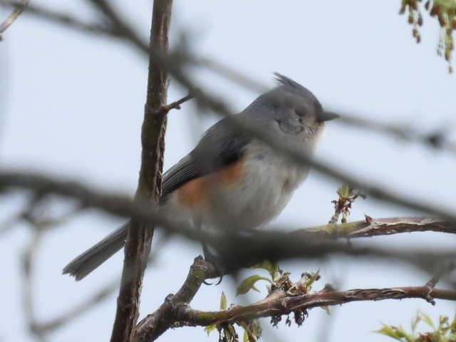 gråduskmeis - ML655287762