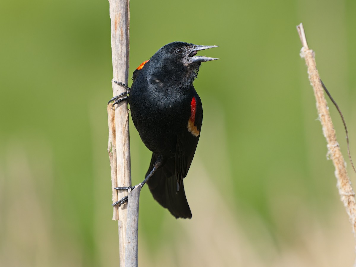 Red-winged Blackbird - ML655288376