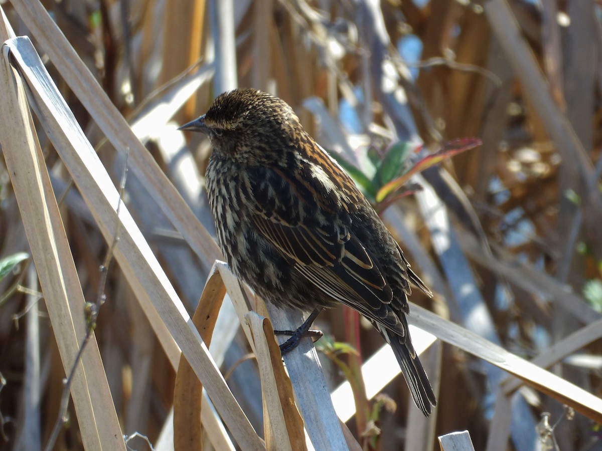 Red-winged Blackbird - ML655289094
