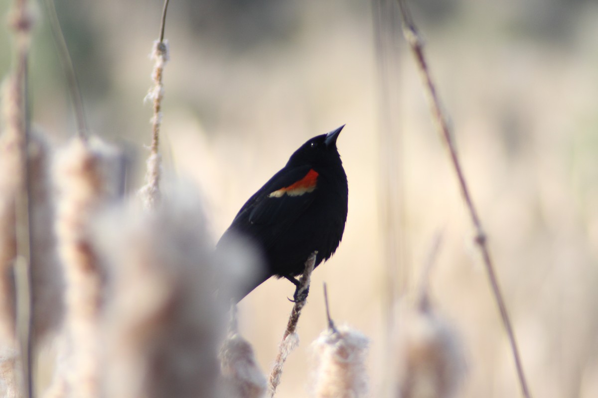 Red-winged Blackbird - ML655289271