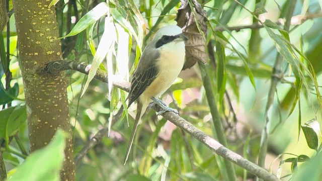 ťuhýk hnědý (ssp. lucionensis) - ML655289390