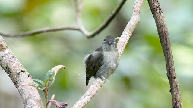 květozob bzučivý (ssp. obscurum/cagayanense) - ML655289396