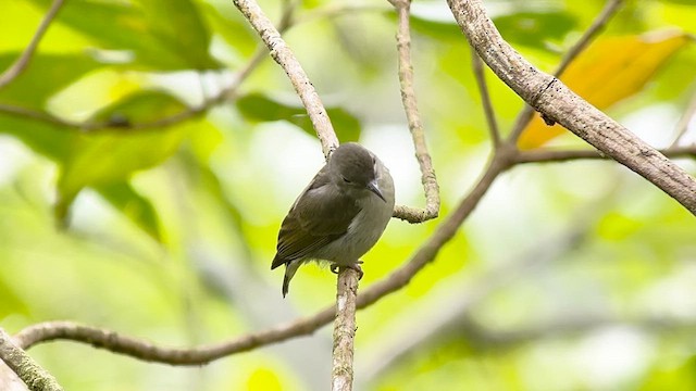 květozob bzučivý (ssp. obscurum/cagayanense) - ML655289397