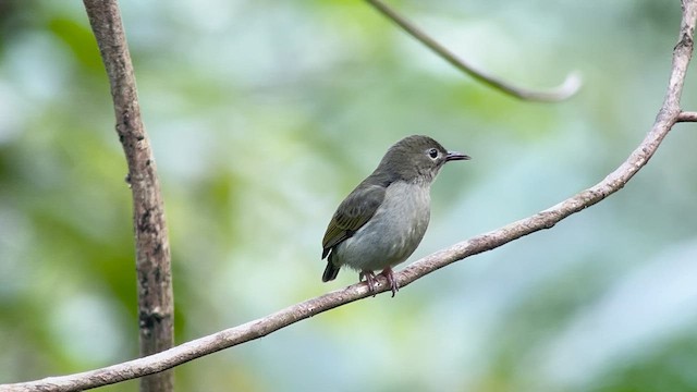 květozob bzučivý (ssp. obscurum/cagayanense) - ML655289398