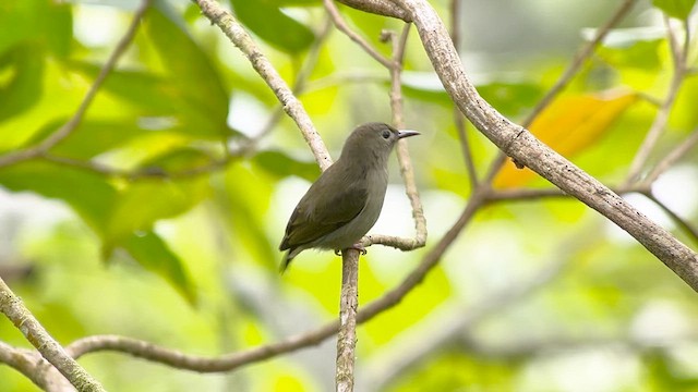 květozob bzučivý (ssp. obscurum/cagayanense) - ML655289399
