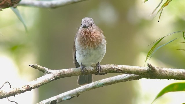 Philippine Bulbul - ML655289424
