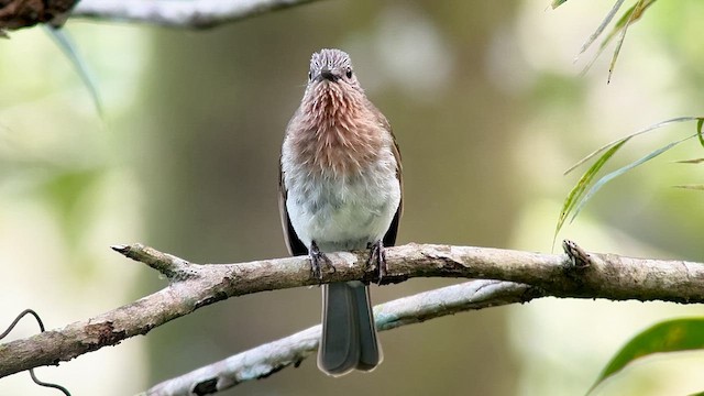Philippine Bulbul - ML655289425