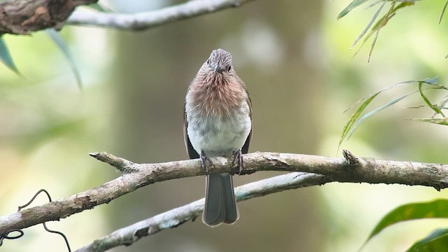 Philippine Bulbul - ML655289426