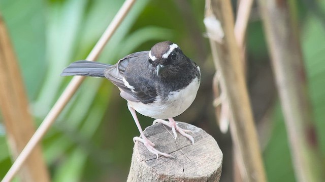 White-browed Shama - ML655289506