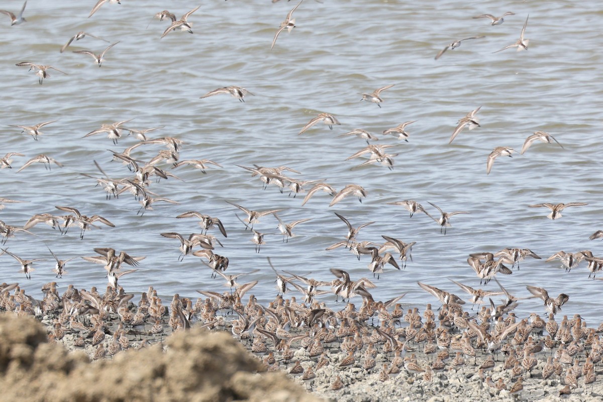 Western Sandpiper - ML655289527