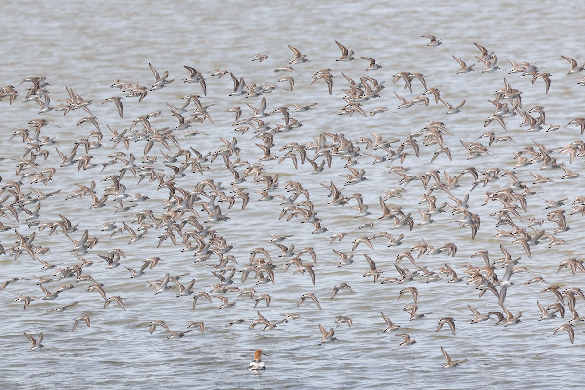 Western Sandpiper - ML655289528