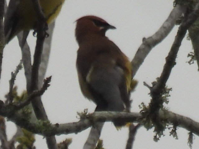 ציצנית אמריקנית - ML655289529