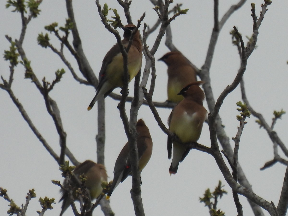 ציצנית אמריקנית - ML655289547