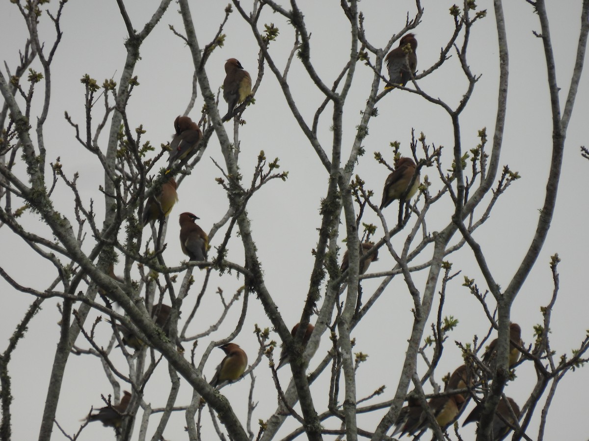 ציצנית אמריקנית - ML655289571