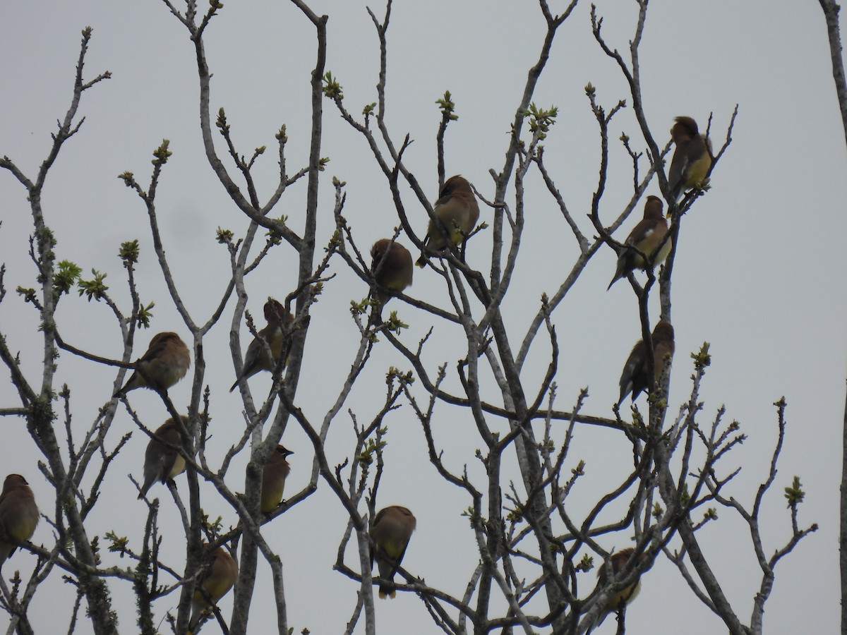 ציצנית אמריקנית - ML655289591