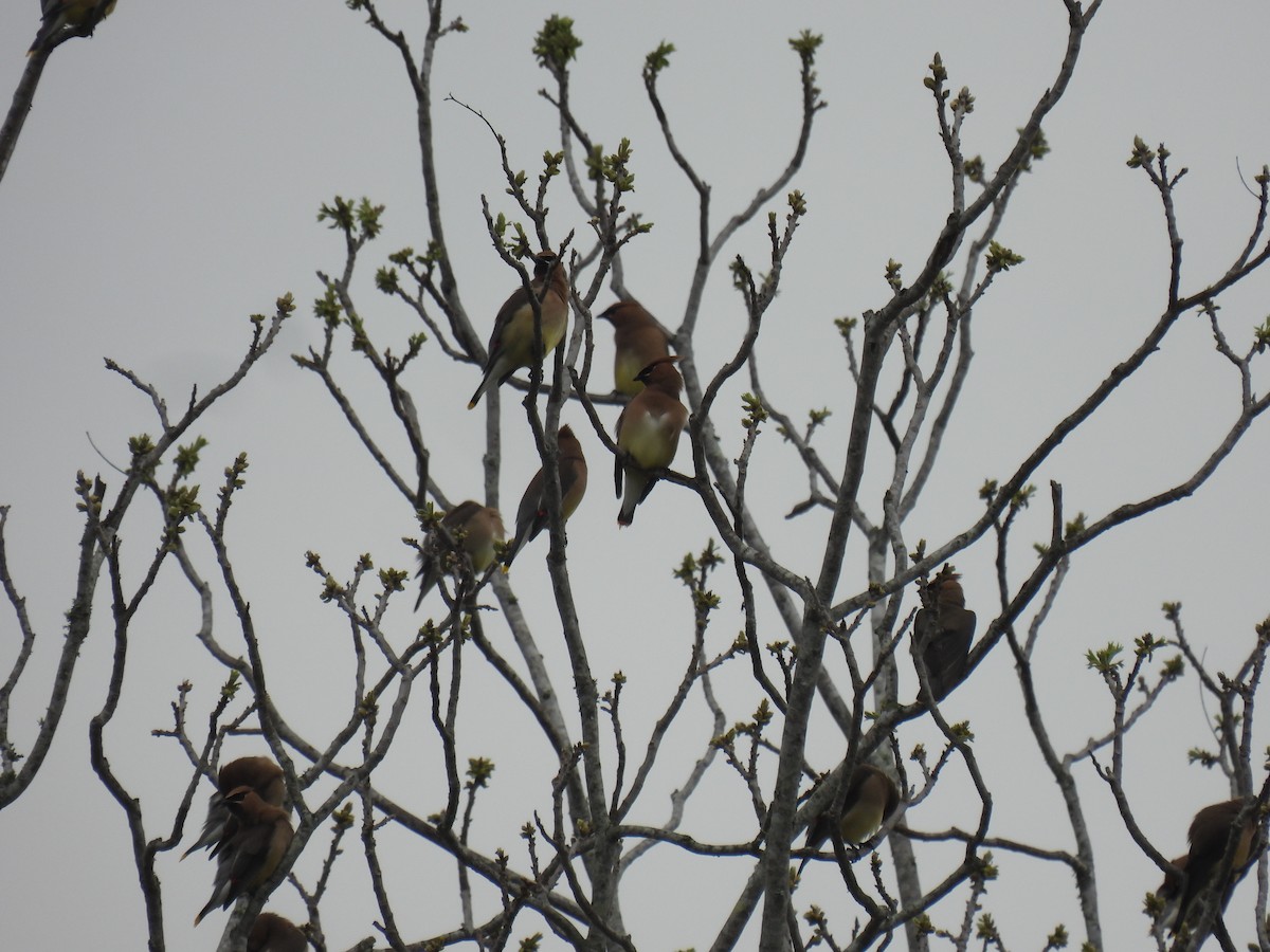 ציצנית אמריקנית - ML655289596