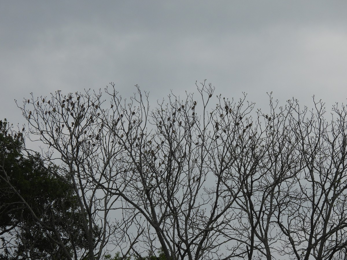 ציצנית אמריקנית - ML655289621