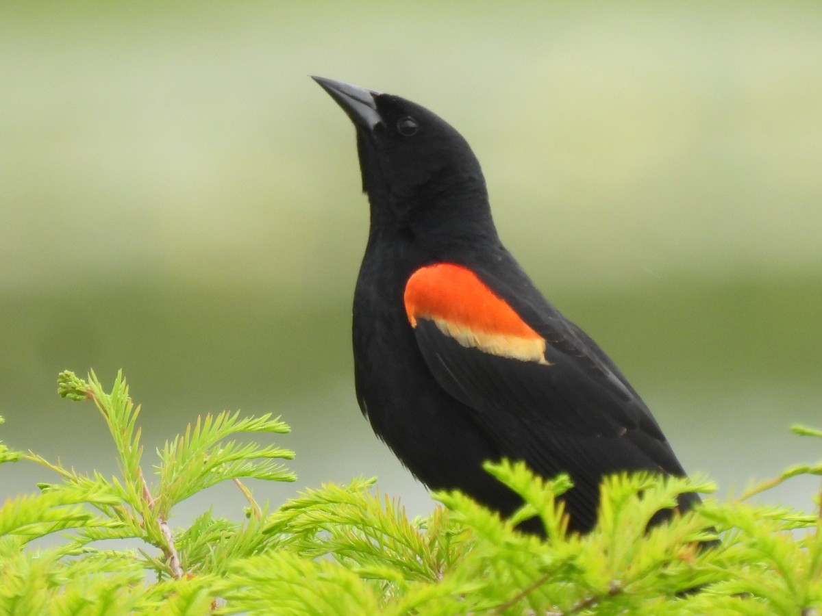 Red-winged Blackbird - ML655290014