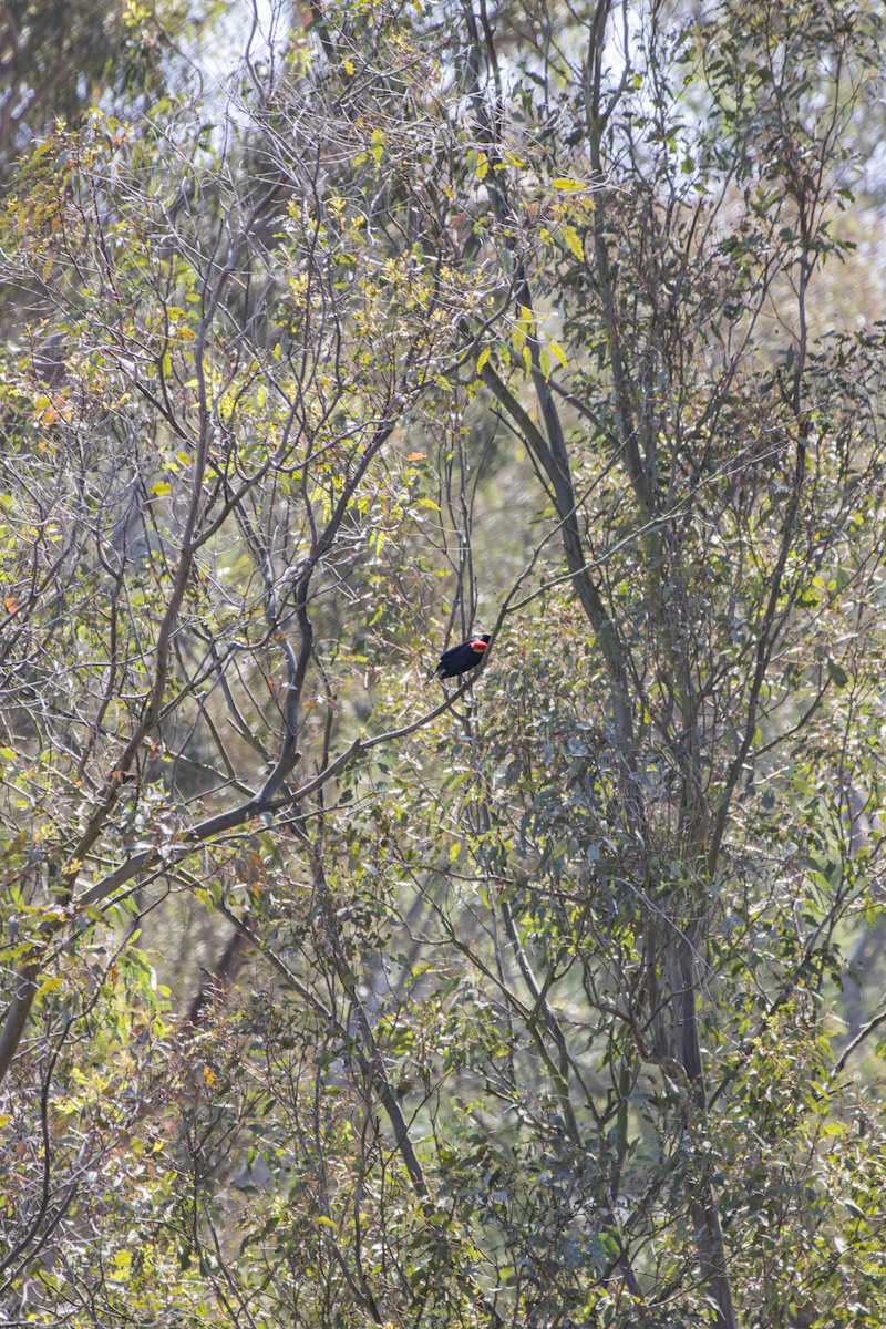 Red-winged Blackbird - ML655290058