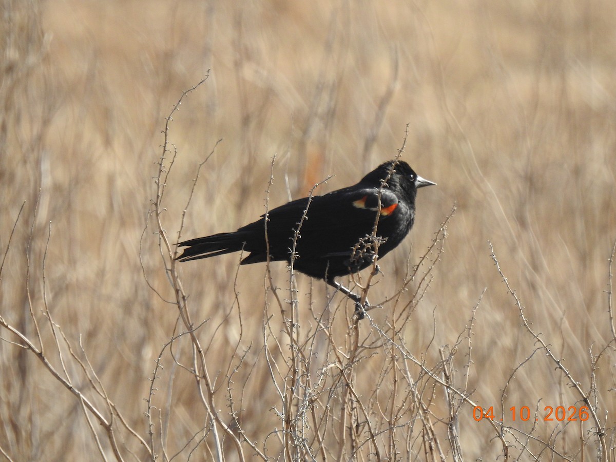 Red-winged Blackbird - ML655290104