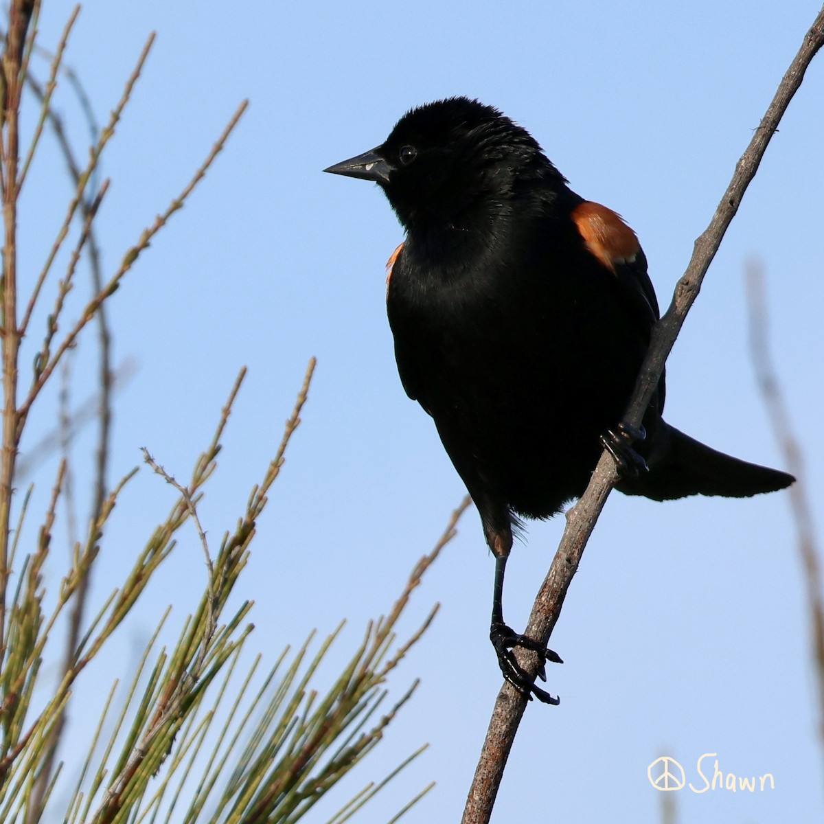 Red-winged Blackbird - ML655290135