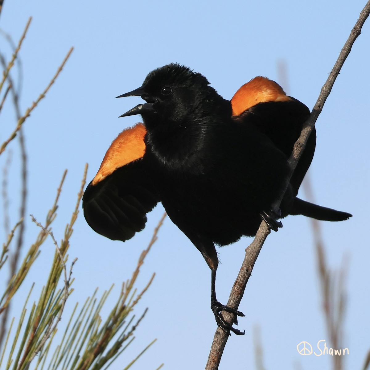 Red-winged Blackbird - ML655290136