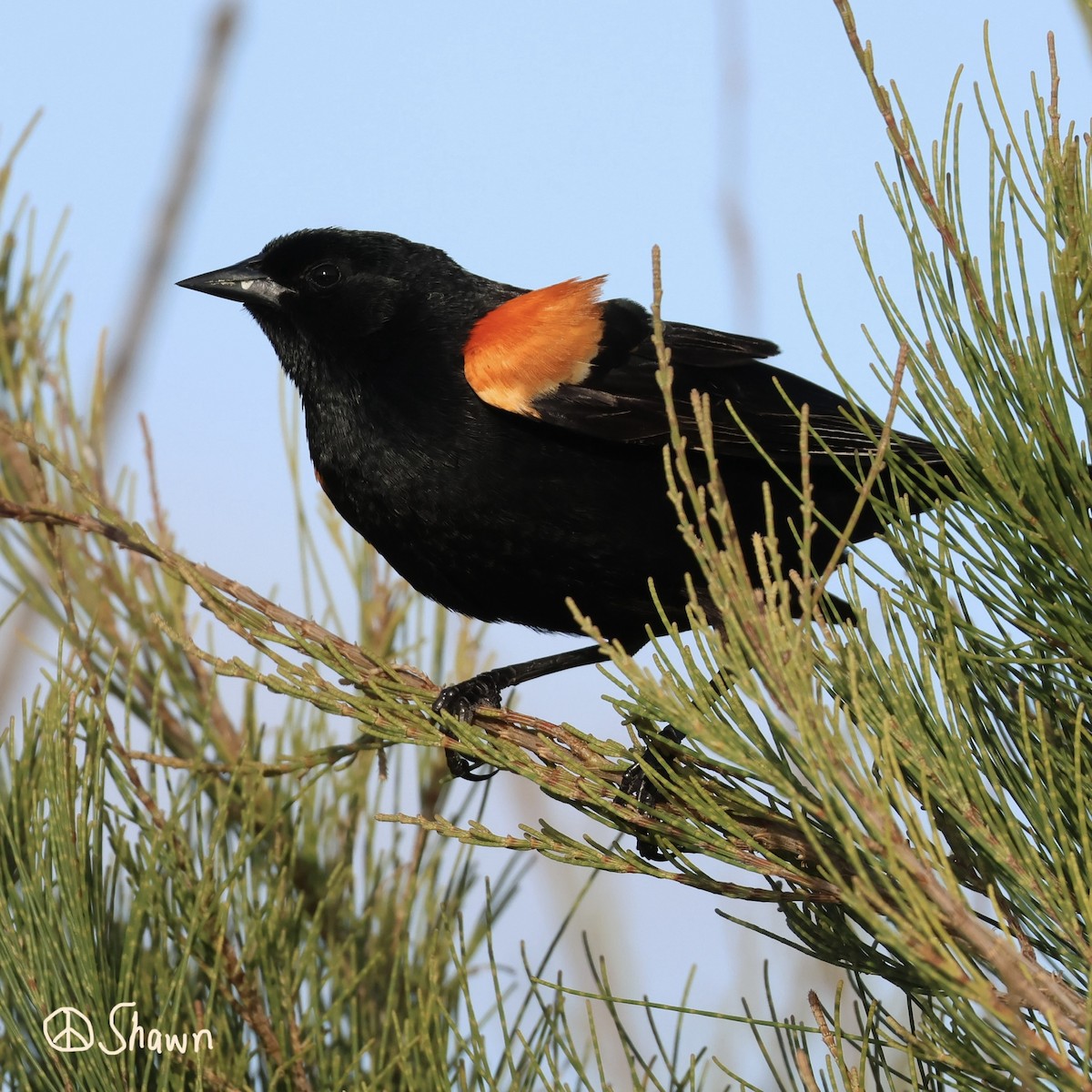 Red-winged Blackbird - ML655290137