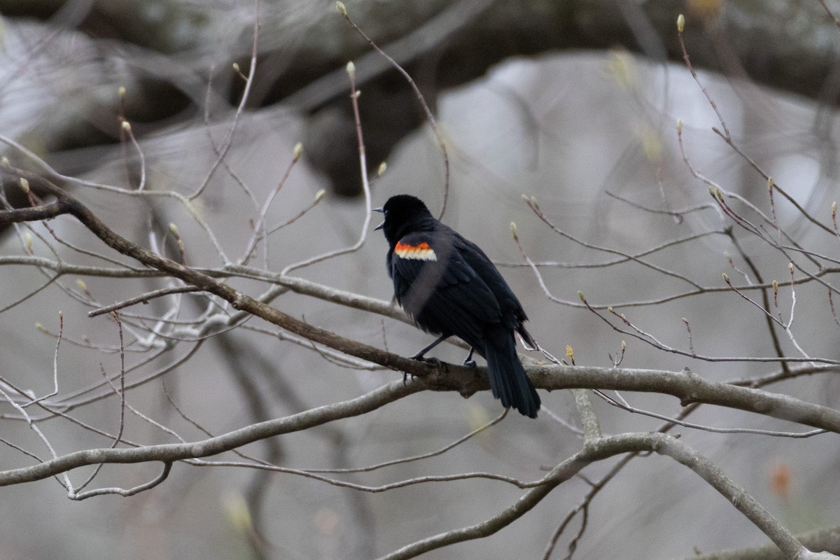 Red-winged Blackbird - ML655290596