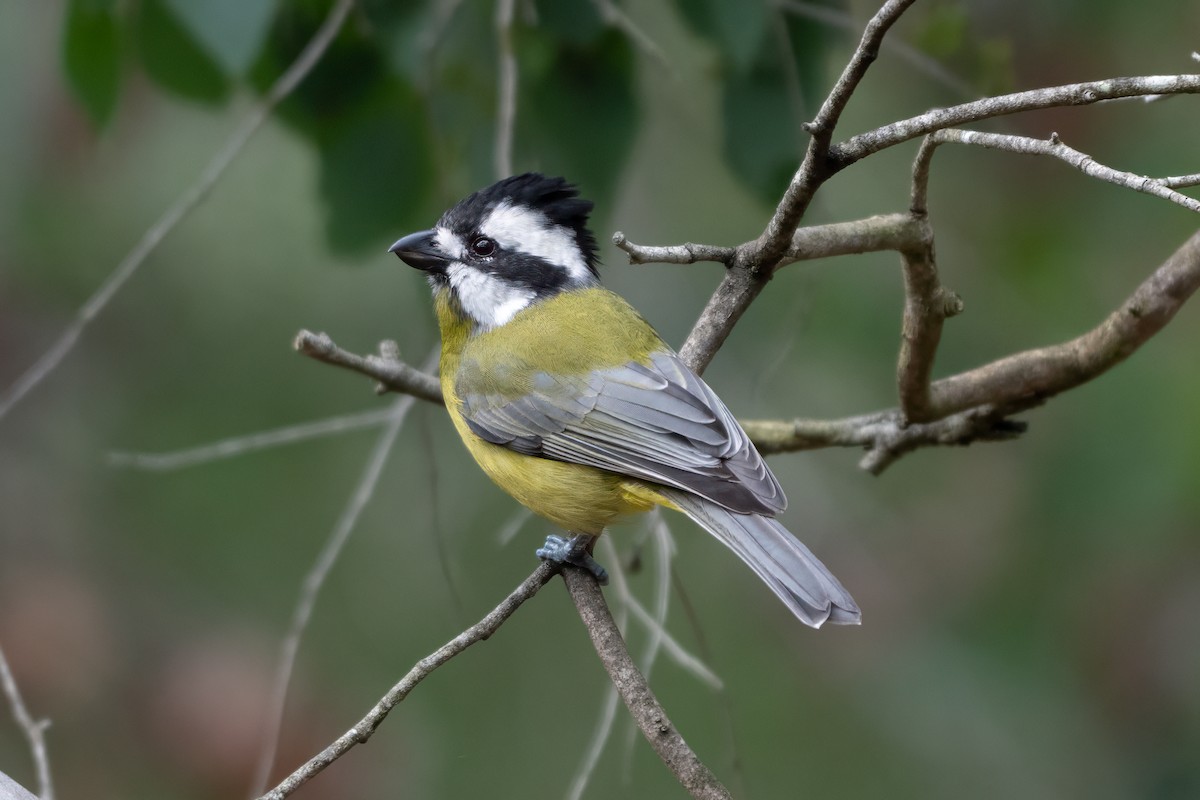 Falconelle à casque - ML655290733