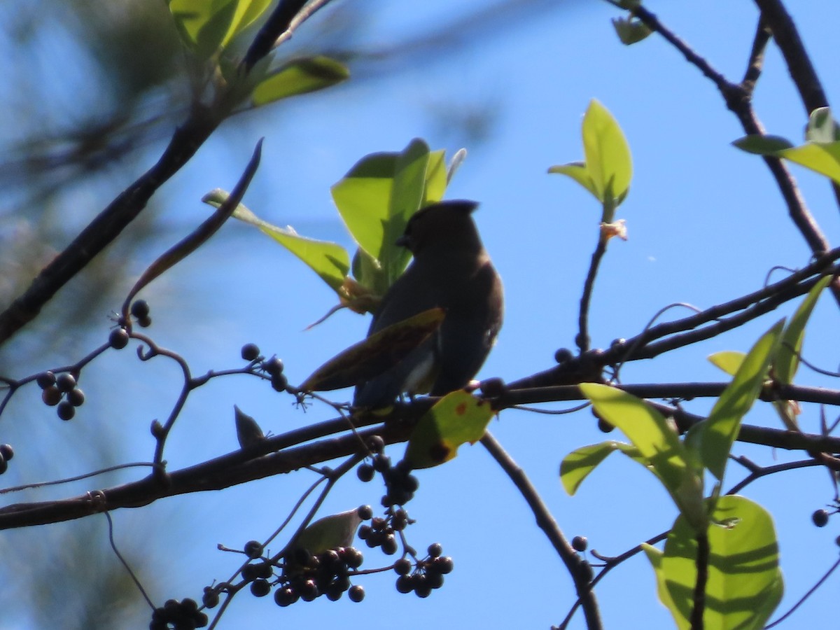 ציצנית אמריקנית - ML655290758