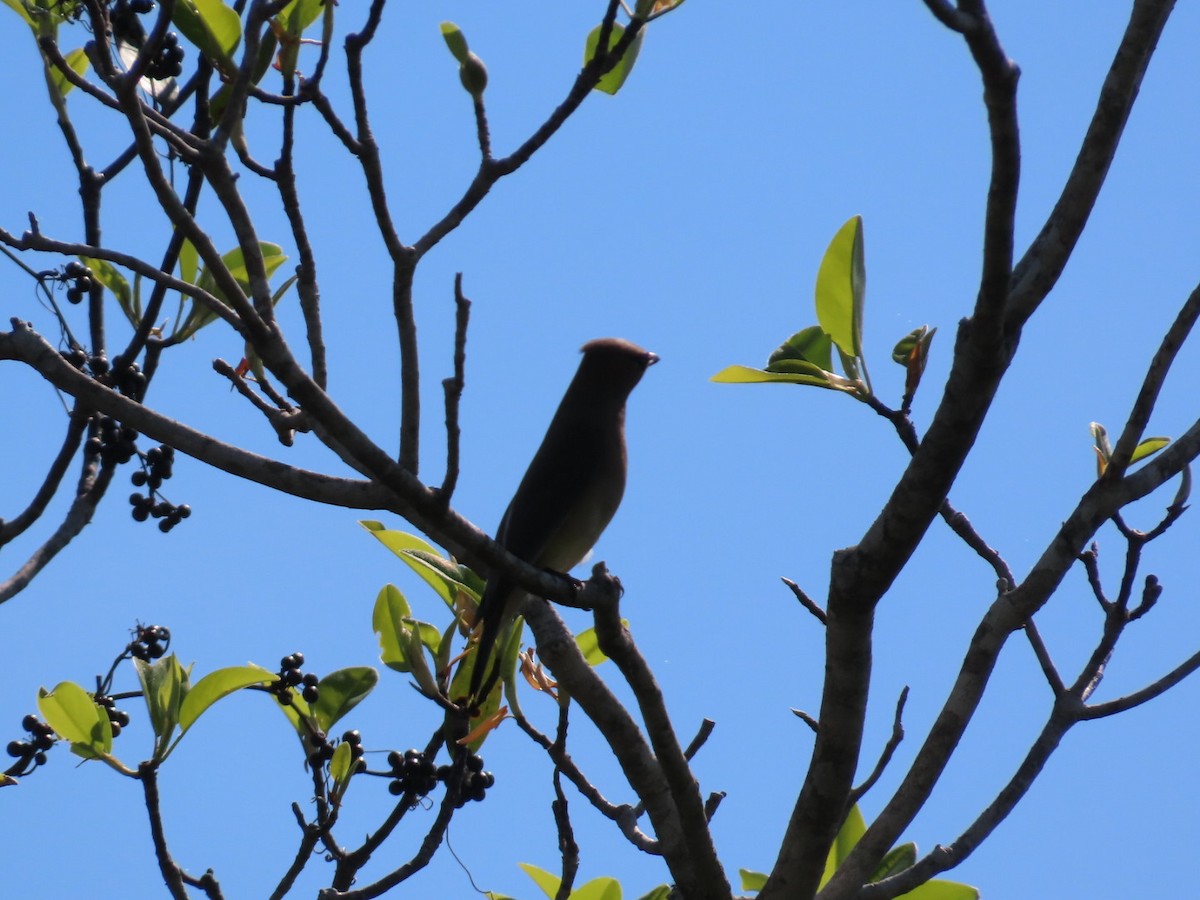 ציצנית אמריקנית - ML655290759
